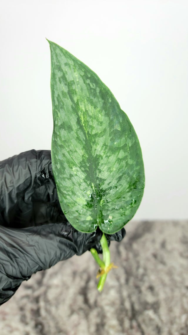 (December⭐︎)スキンダプサス バクダパティp1 ダークフォーム December⭐︎)スキンダプサス バクダパティp1 ダークフォーム December