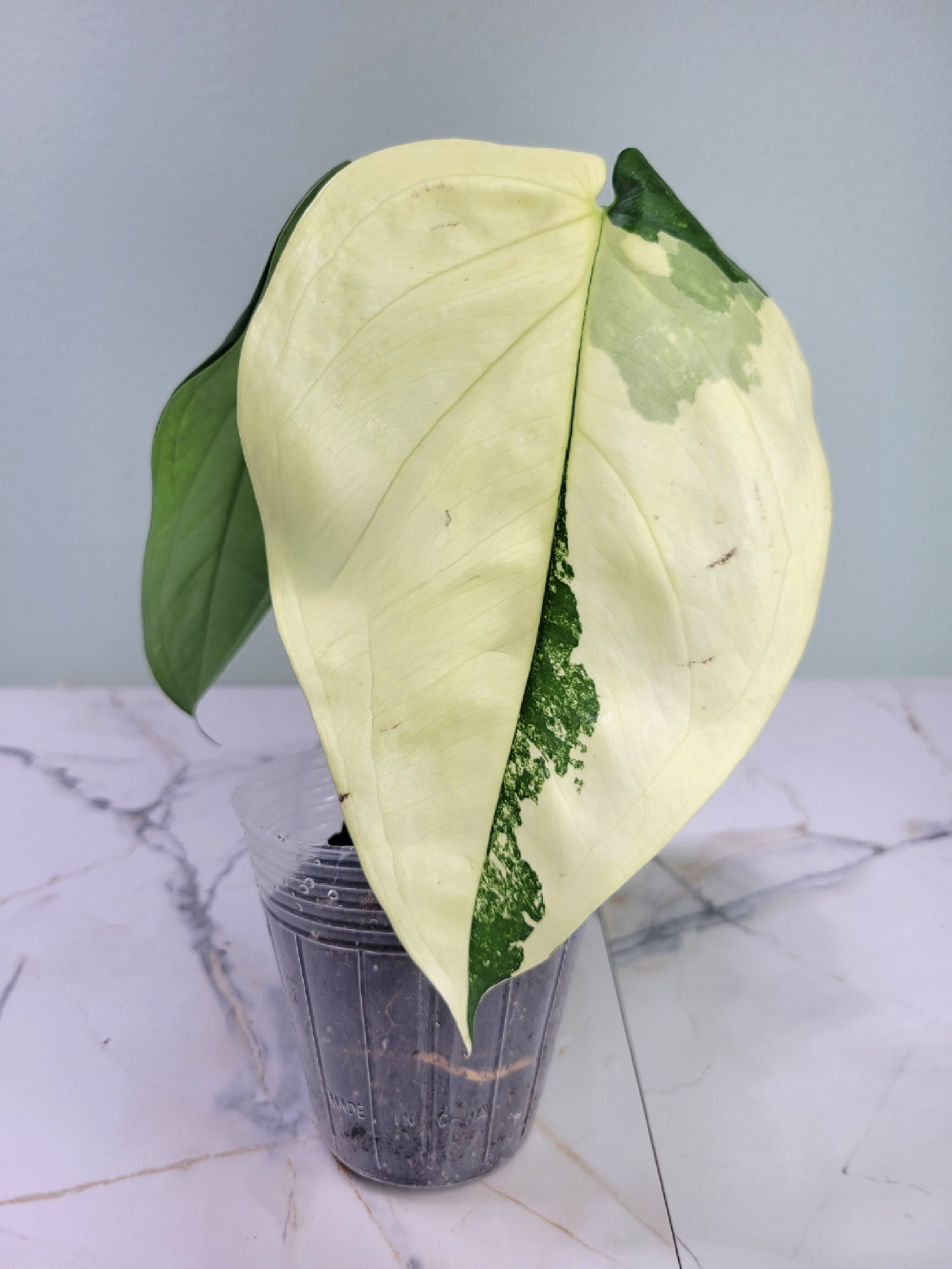 43 - Variegated Syngonium Chiapense | Cultivar